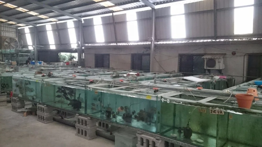 
Farm bred Pseudotropheus red top Ndumbi African Malawi Cichlids For sale 