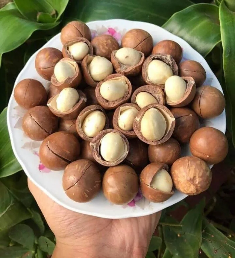 Премиум Vietgap стандартный процесс сушеных орехов макадамии (Macca) из Вьетнама низкая цена