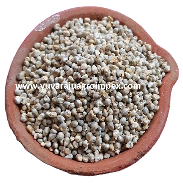 Indian Authentic Drying  Sajje / Kambu / Bajeer Millet with superior taste at lowest price from Exporters in India