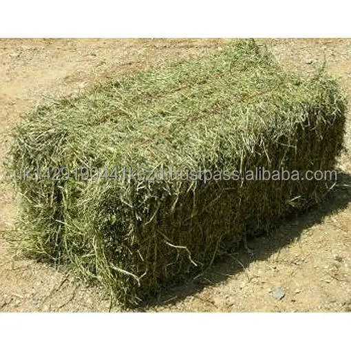lucerne_hay_grande.jpg