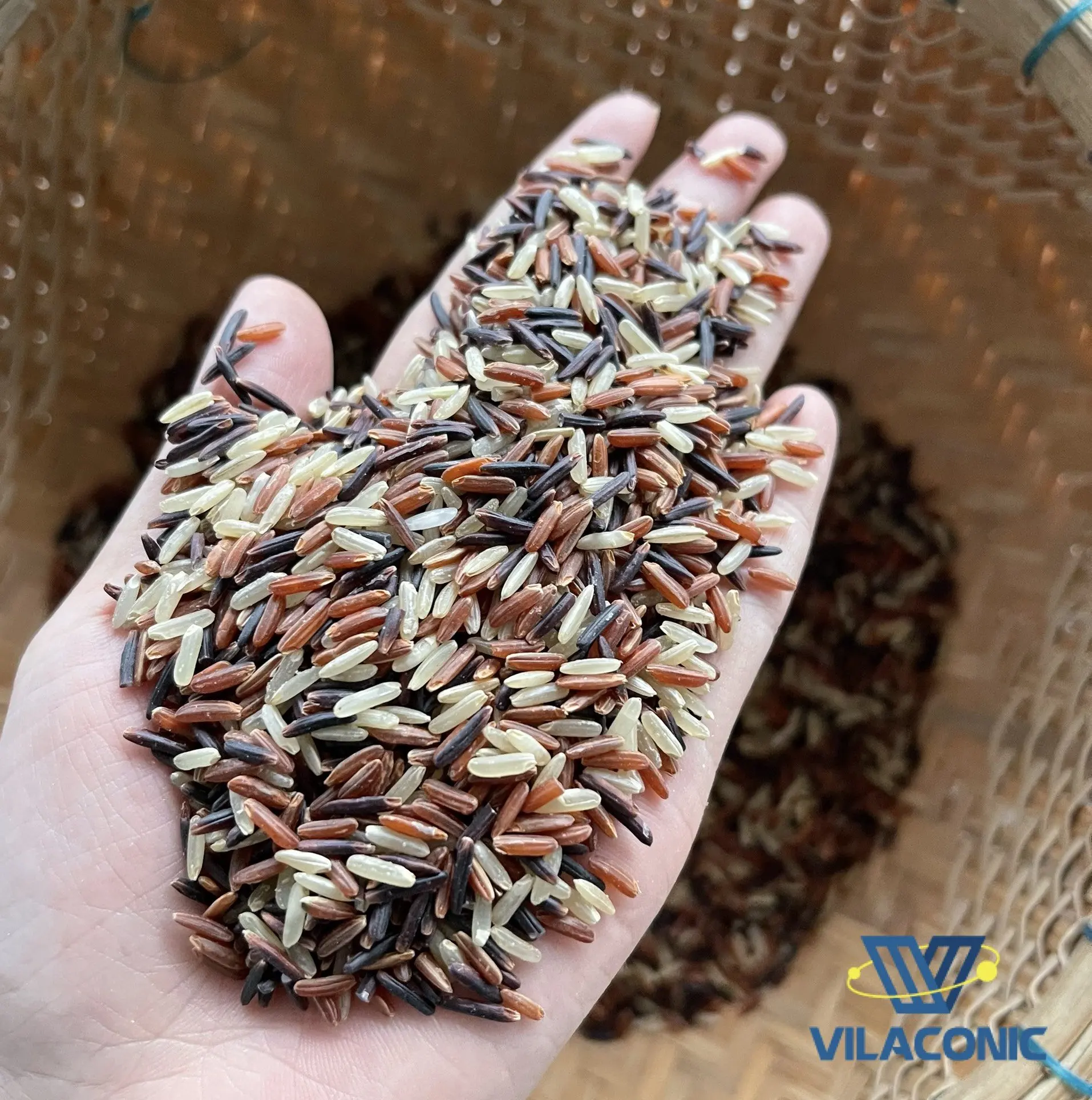 Wholesale Export Healthy Mix Rice/ RIZ COMPLET BIO Mix 3 Rice Long Grain Rice from Vietnamese 2023 WS +84 386142897 Ms Maddy