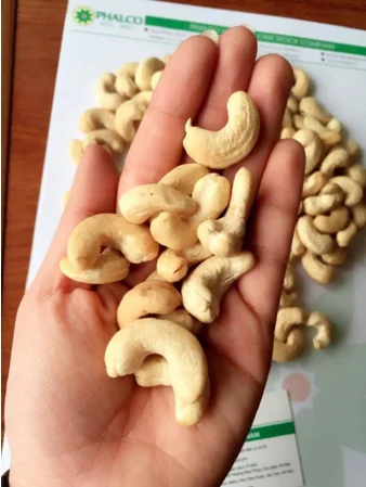 Vietnamese Cashew Nuts - Original W240, W320, W180 Grades for Import and Export