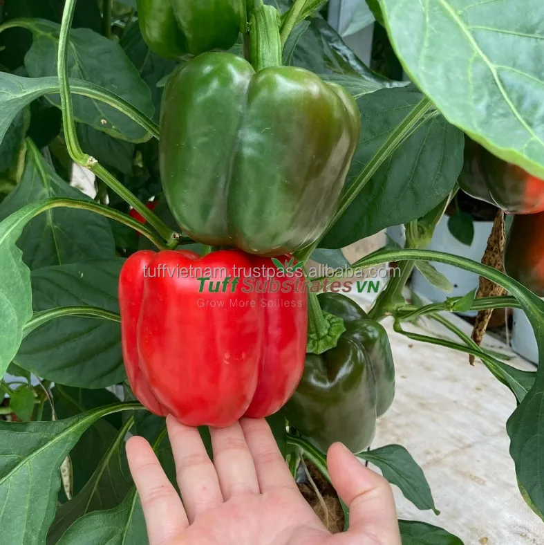 Cocopeat Open Top Fertilizer Agriculture Grow Plant Nutrition Subtrates Cocopeat Block For Soil Mixing Tuff Hot Brand Vietnam