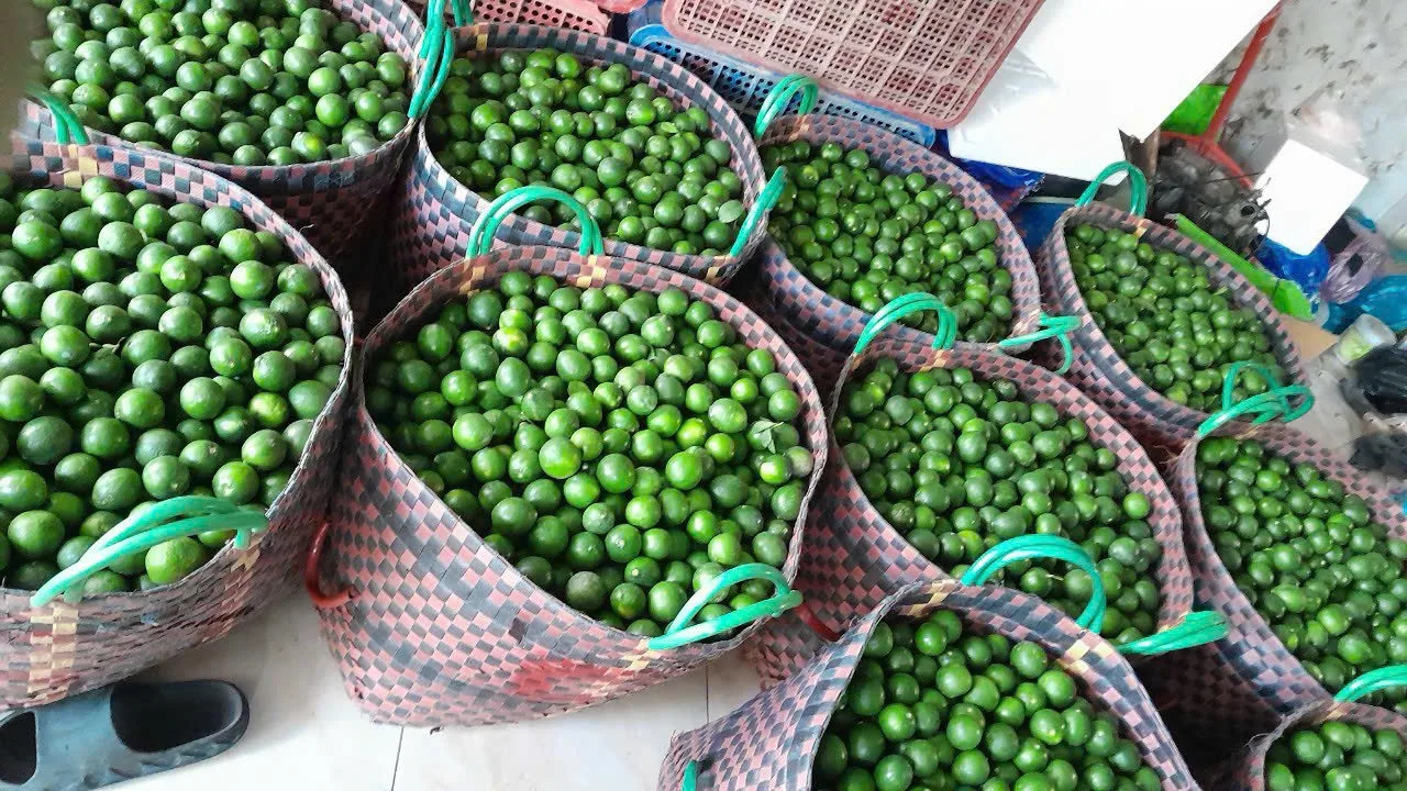 Natural Fresh Seedless lemon from Vietnam Pure Sour Flavor Lime and Lemon without Seed for Wholesale