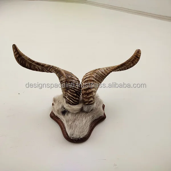 Buy Sheep Decorative Horn for Wall Decor with suitable price