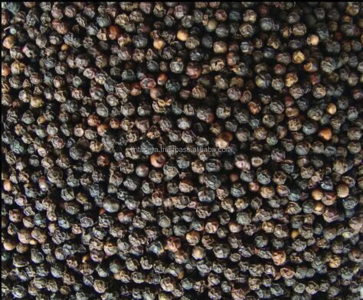Best Selling Quality Whole 550 and 570 GL MC Cleaned Black Pepper