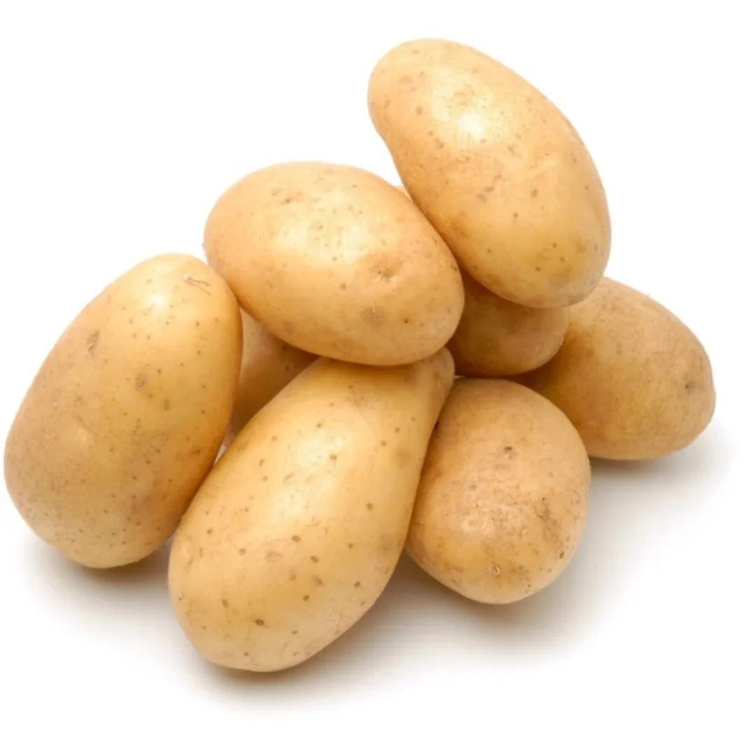 FRESH HOLLAND POTATOES PREMIUM GRADE GUARANTEE FOR EXPORT