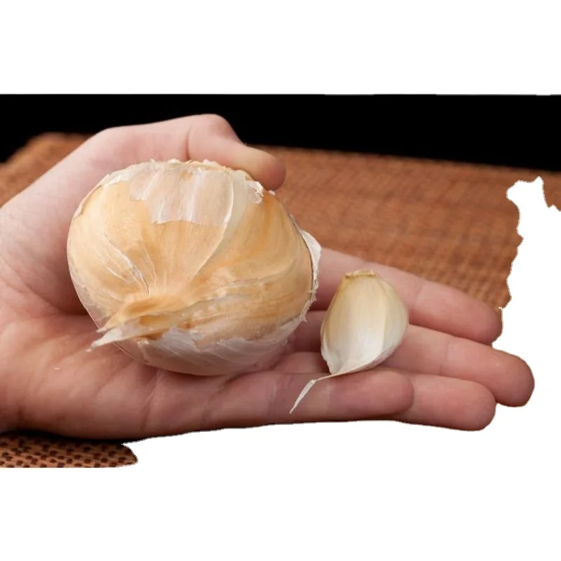 Top quality available  for Elephant Garlic