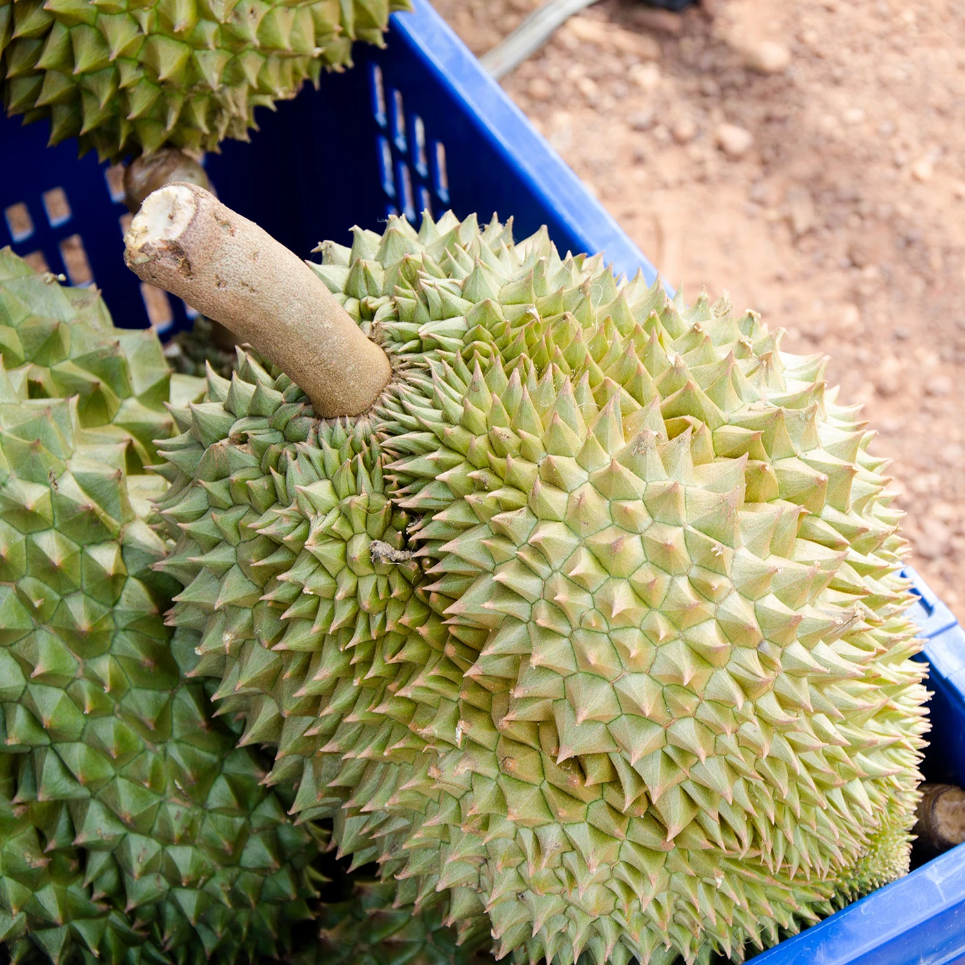 Fresh durians premium Monthong Durian fresh whole Thai fruit specially selected Fresh durian from thailand