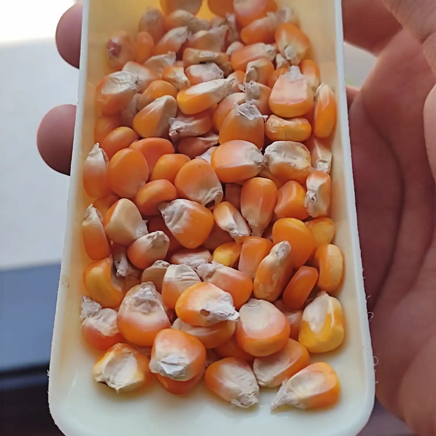 Желтая Кукуруза хорошего качества упаковка с требованиями заказчиков желтая кукуруза индийского происхождения низкой