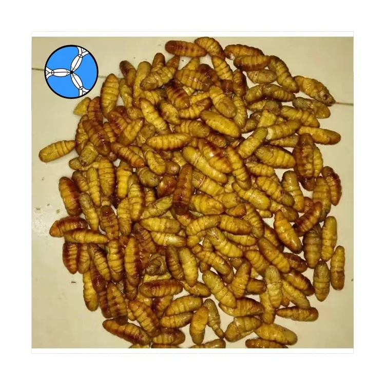 SANFENG SEAFOOD Discounted Price Food Silkworm On Sale