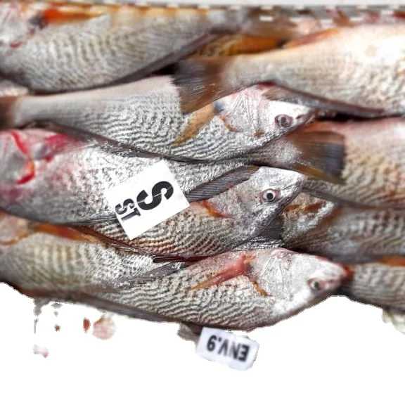 Замороженный желтый Крокер (MICROPOGONIAS FURNIER) поставка рыбы оптом