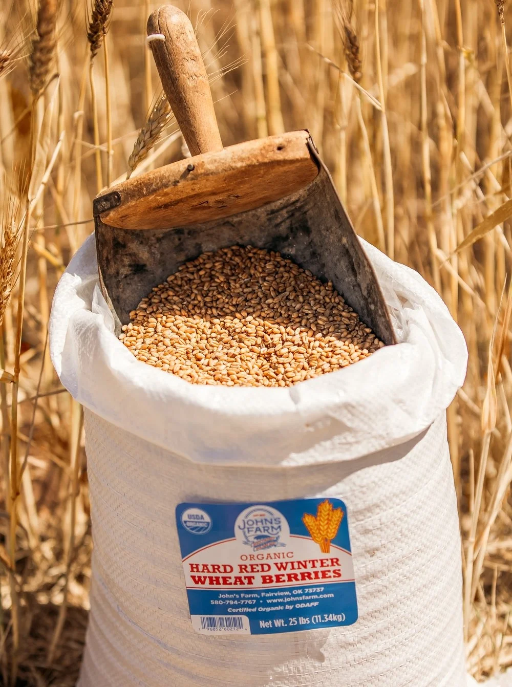 White Soft and Hard Wheat Grains for Sale