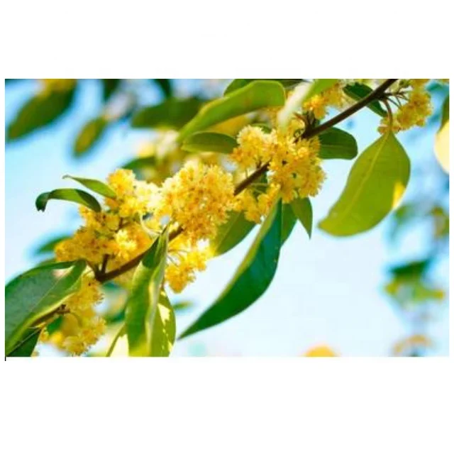 Buy Bulk Wholesale price MAY CHANG ESSENTIAL OIL from india largest manufacture kanha nature oils