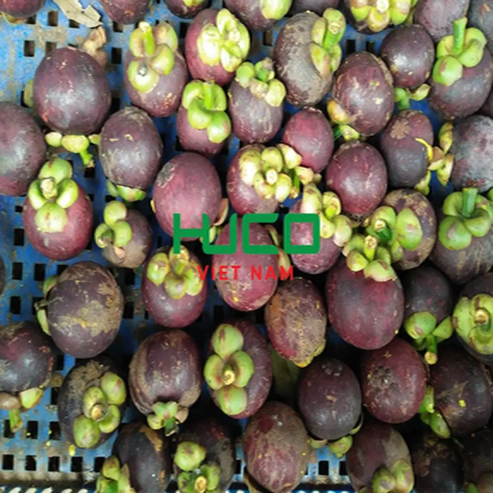 FESH MANGOSTEEN FRUIT from VIETNAM with HIGHEST QUALITY at CHEAPEST PRICE