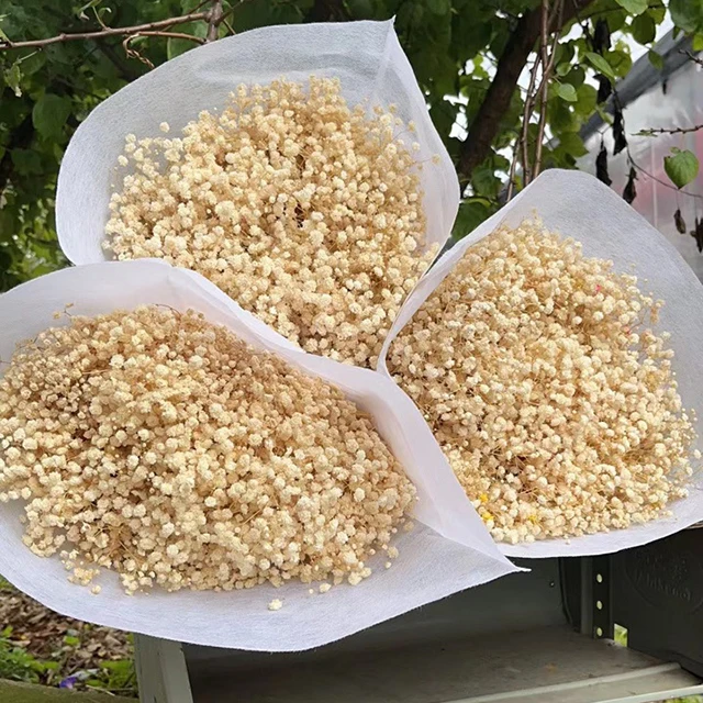 hot sale high quality rea leternal gypsophila flower dried baby breath for decoration home