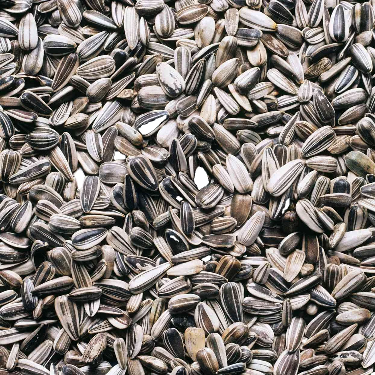 Sunflower Seed High Quality Kernel Raw Export New Crop Sunflower Seed Available in Bulk for Human Consumption