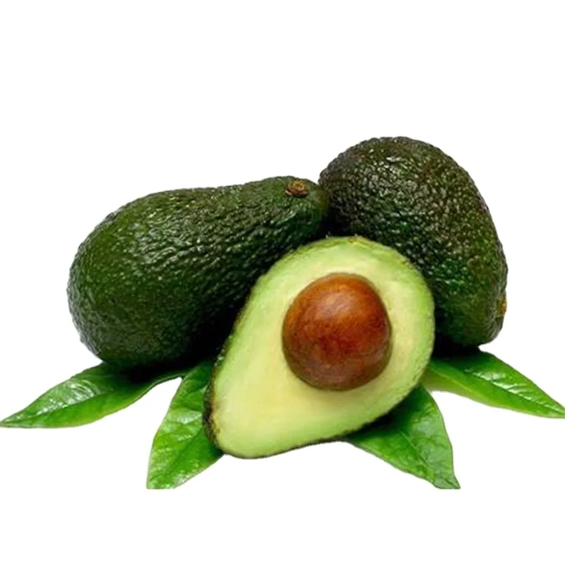 AVACADO HOTSALE FRESH HIGH QUALITY