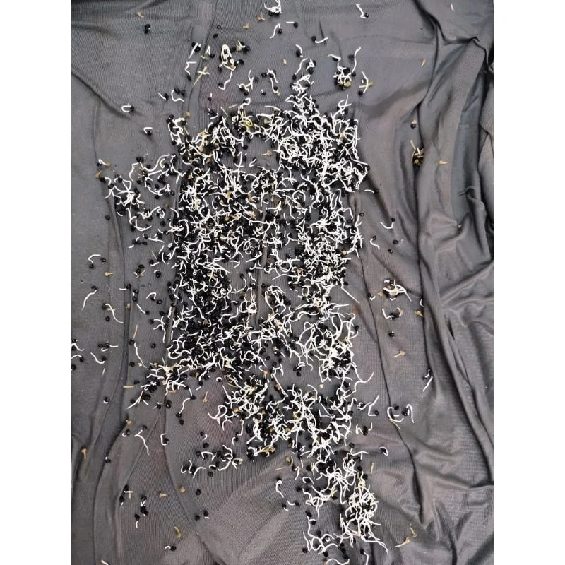 Лук Massine clian Texas grano для свежих овощей