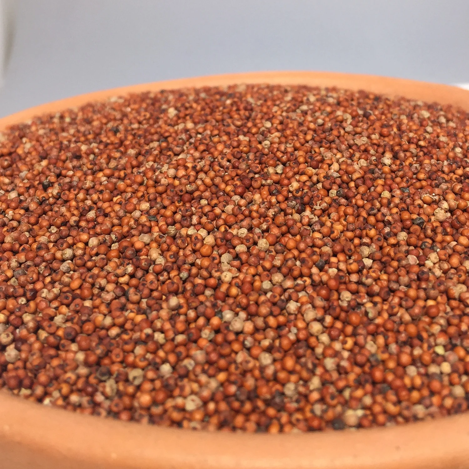 Top quality Best Quality White Sorghum Bulk Red Sorghum For Sale