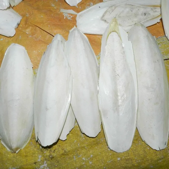 High quality - meets export standards, Dried Bulk Top Grade cuttlefish bone For Birds and Reptiles from Vietnam