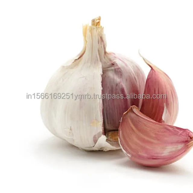 Factory Wholesale Price Fresh Purple White Supplier Export Good Quality Garlic