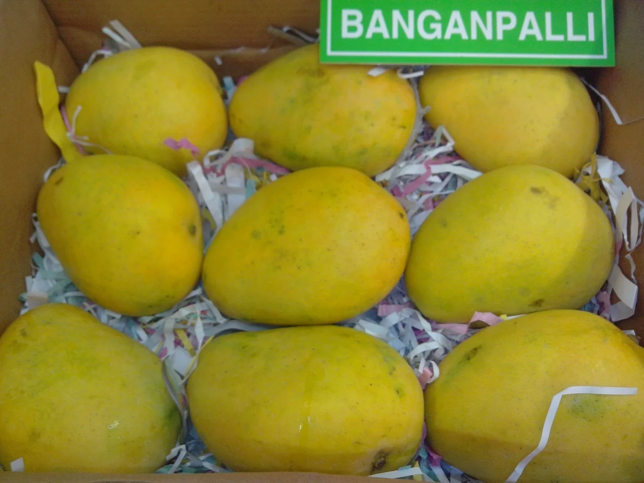 Banganapalli Mangoes for Malaysia/ Singapore and Middle East/Badami Mangoes!