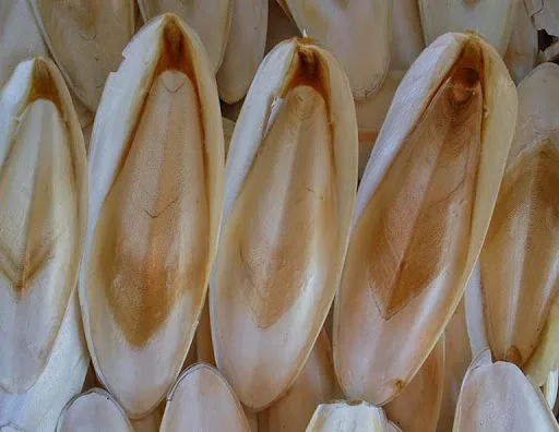 Natural Cuttlefish Bone Best Selling High Quality Contact Ms. Mary