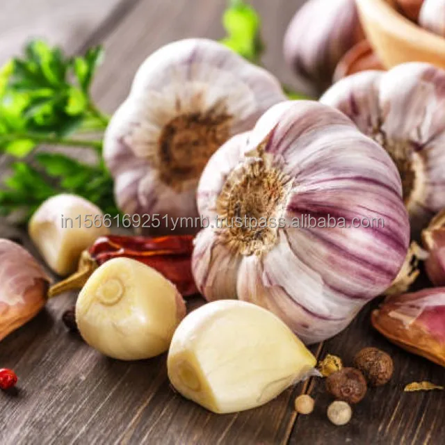 Wholesale fresh purple peeled garlic price for export