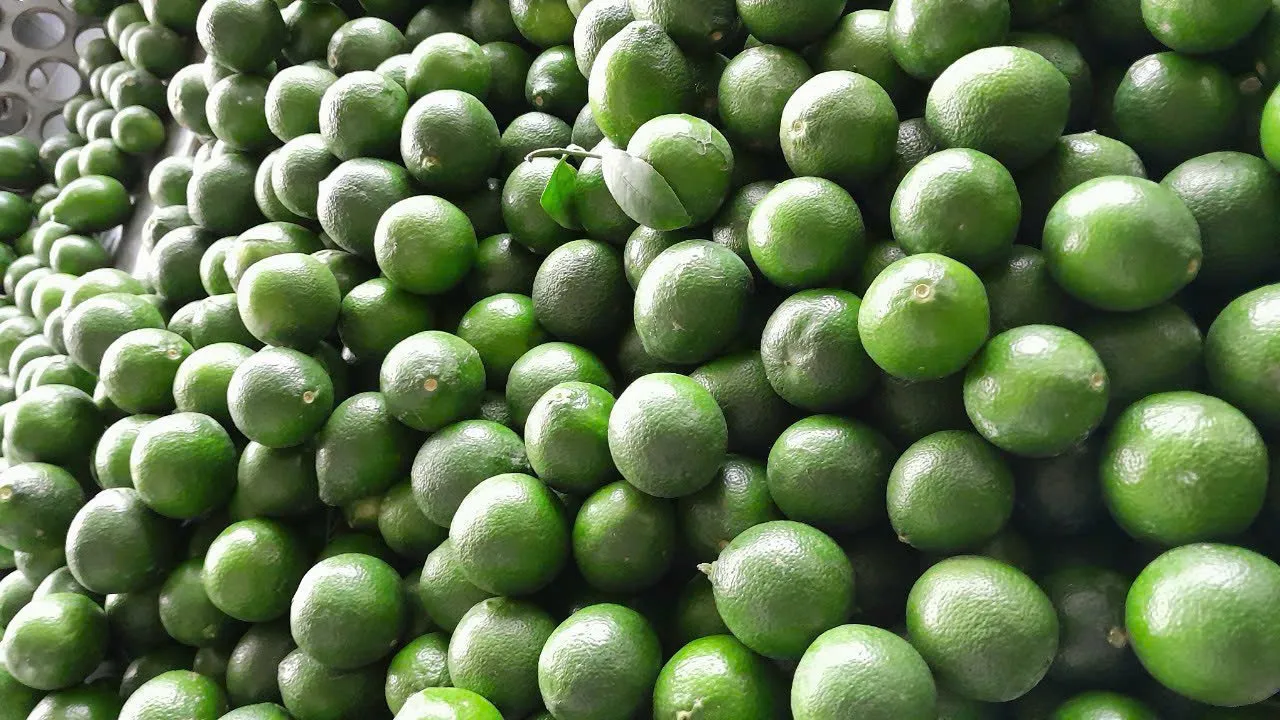 Natural Fresh Seedless lemon from Vietnam Pure Sour Flavor Lime and Lemon without Seed for Wholesale