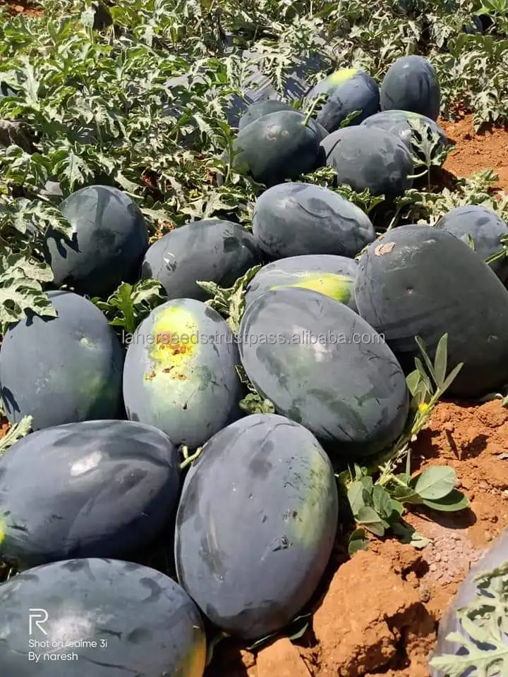 
Manufacturer of APEXX Hybrid watermelon seeds on wholesale price 