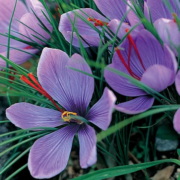 Bulk Supply Organic 100% Pure Natural Therapeutic Saffron Essential Oil For Skin Care