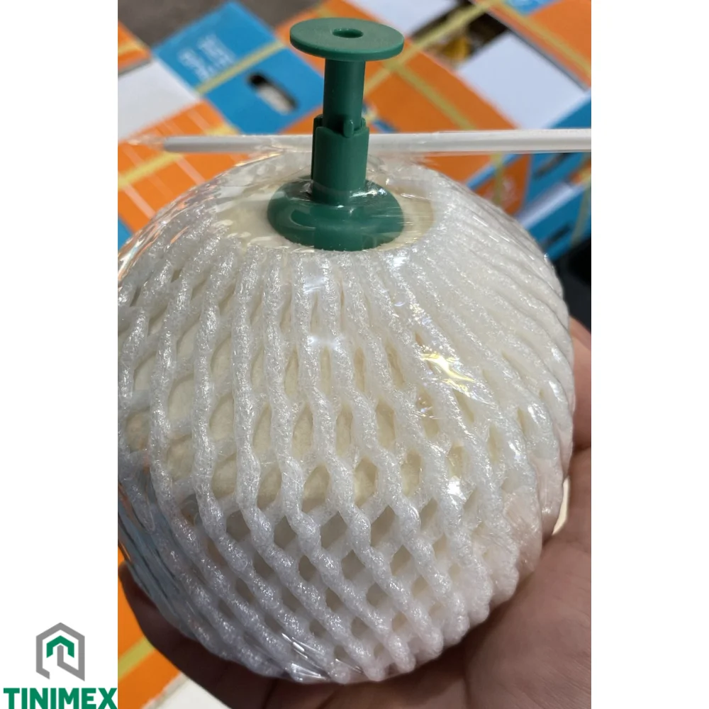 EASY OPEN COCONUT | Best market price | High-Standard Vietnamese Coconut Exports in Carton Packaging (WhatsApp: +84 98 858 1390)