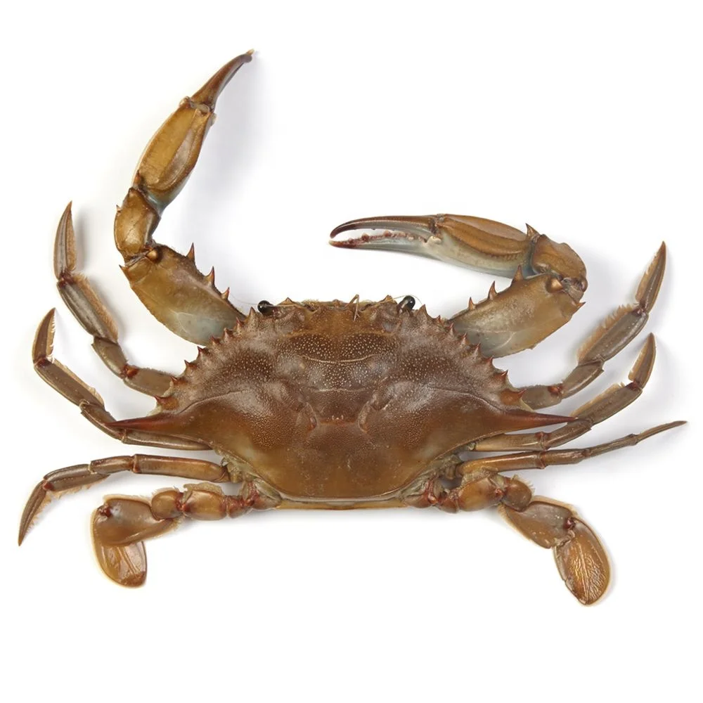 Quality Fresh Live Red King Crab blue crab shell