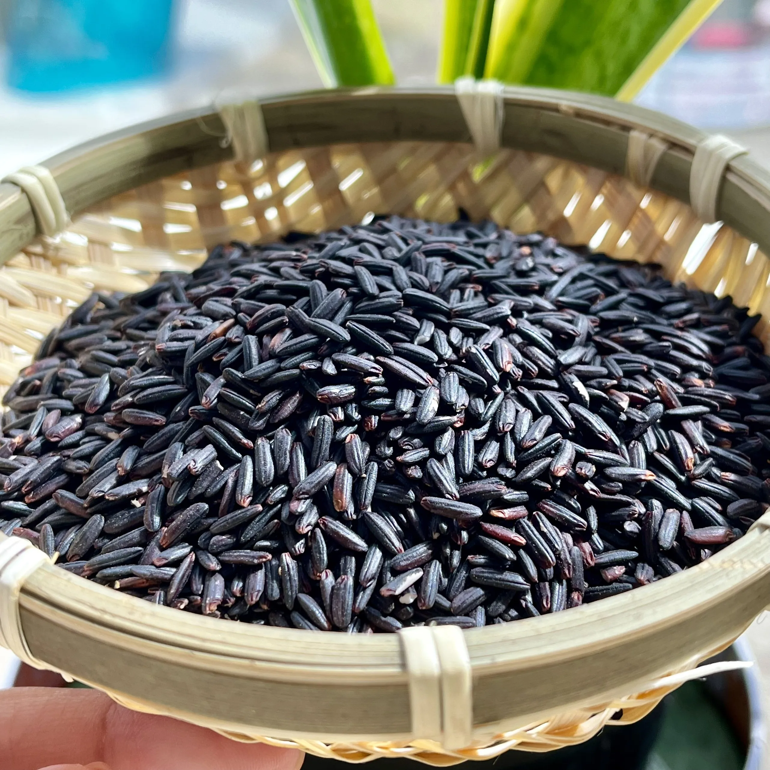 Supply Black/Red/Brown Rice for Wholesaler/Retailer/Importer with Exclusive or Private brand- WA: +84 944500504