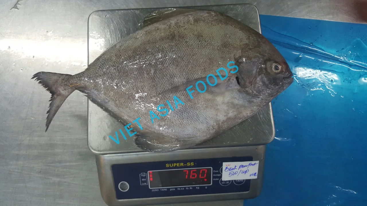 
(NEW PRODUCT) Fish Product Type FROZEN BLACK POMFRET ON SALES From VAFCO 