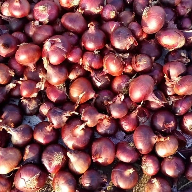 Fresh Red Onions , Red Onions Best Quality  , New Season of fresh Red onions