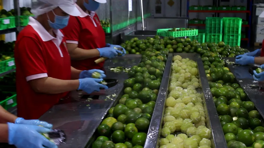 750ml Bottle VINUT Syrup Lime juice Vietnam Company Distribution Fruit Syrup Fresh Liquid Lime fruit Concentrated Juice