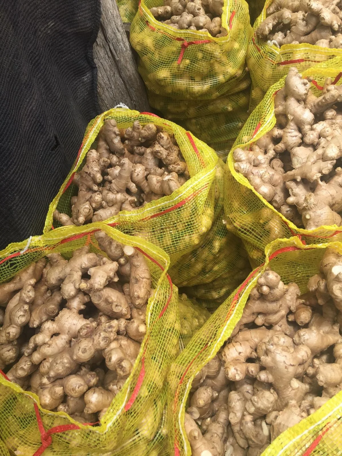 Изготовитель свежего имбиря экспортер качество очищенная свободная глина для удаления грязи большой размер Himalya индивидуальная