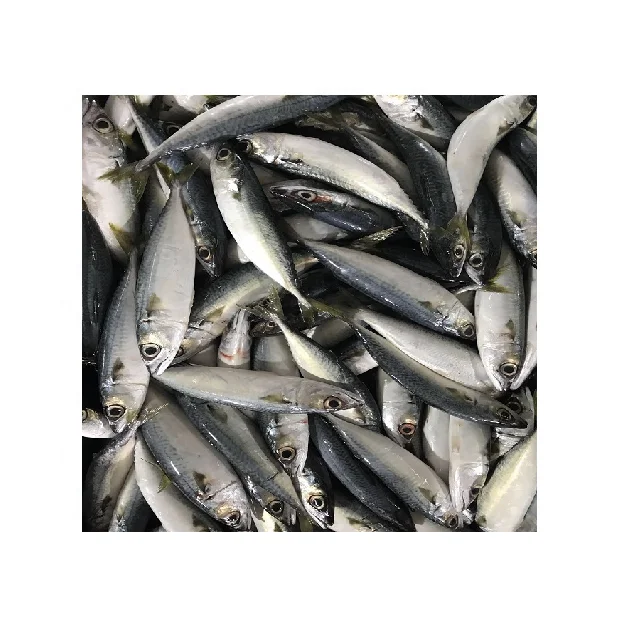 Замороженная Тихоокеанская скумбрия высокое качество индийский