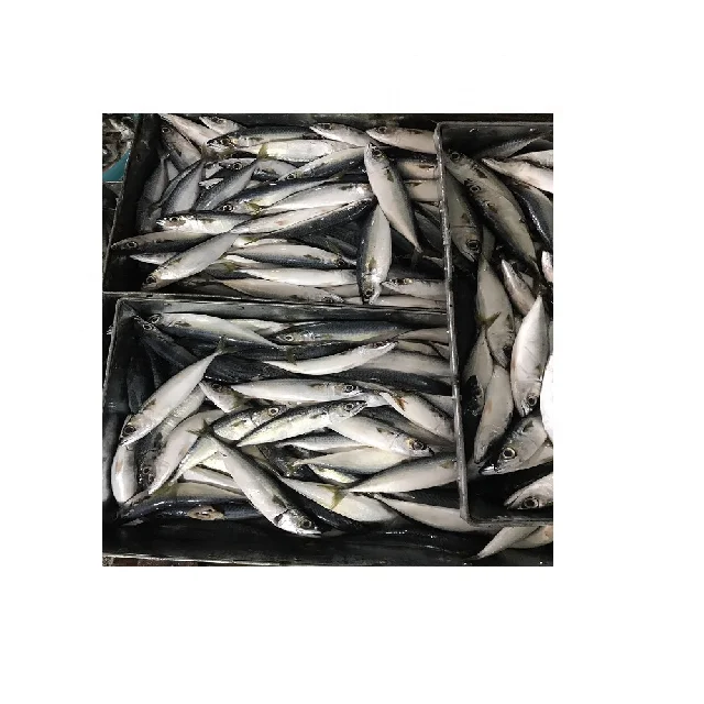 Дешевая заводская цена индийская поставка Тихоокеанская скумбрия морепродукты