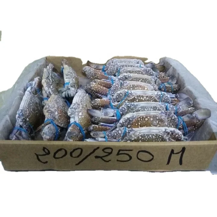 Наполовину разрезанный замороженный синий краб для плавания