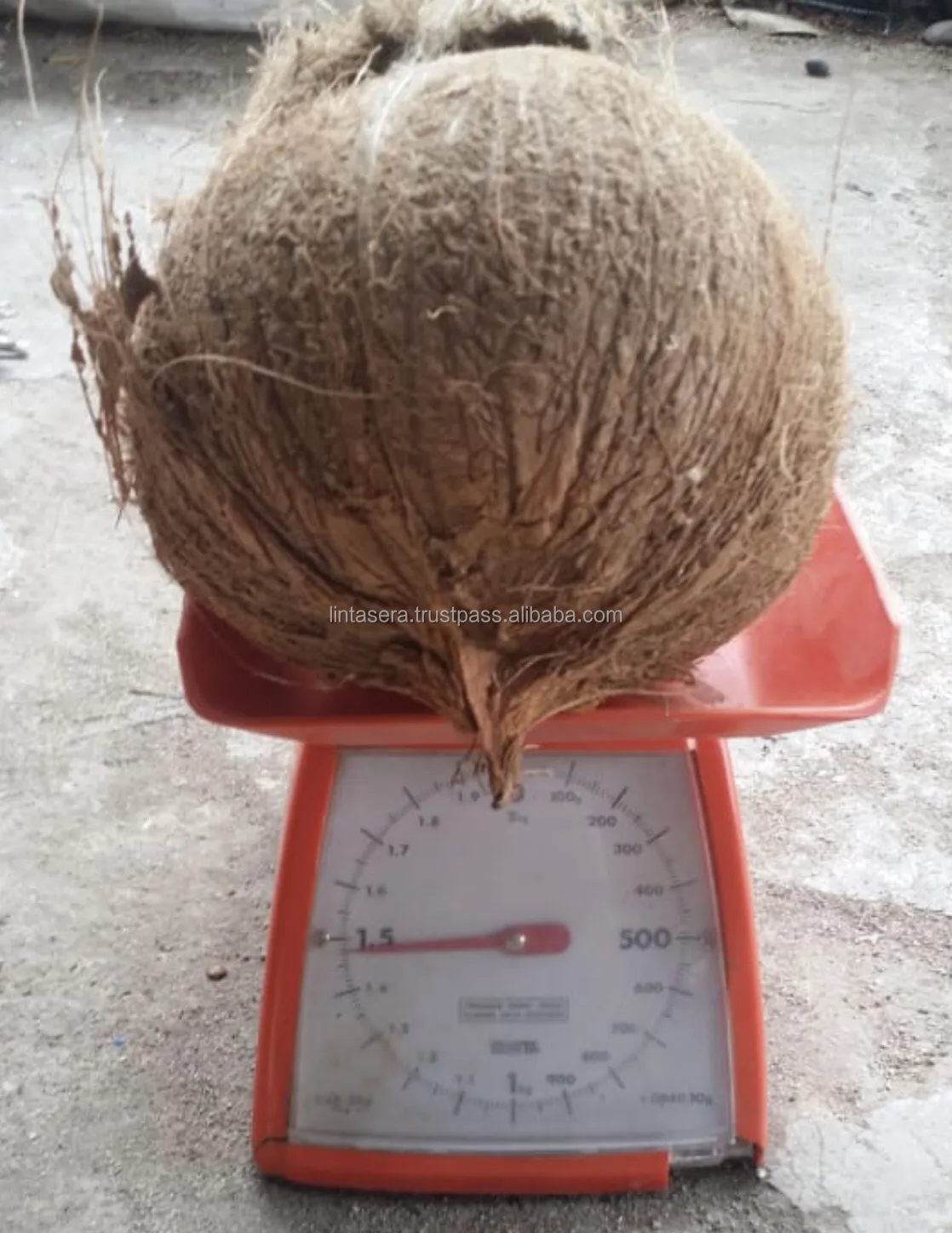 Best Selling  Export  Quality Wholesales Semi Husked  Matured Coconut