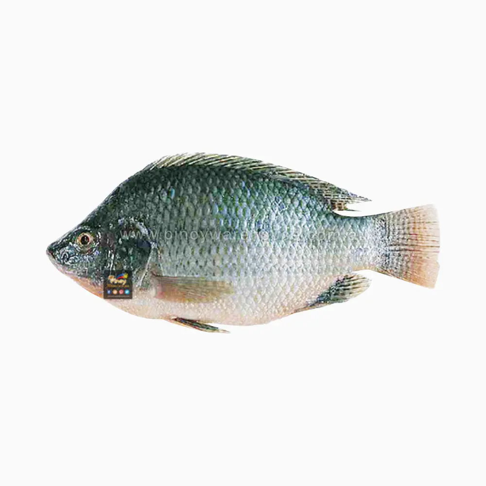 Wholesale frozen fish mackerel exporters fresh frozen red tilapia fish