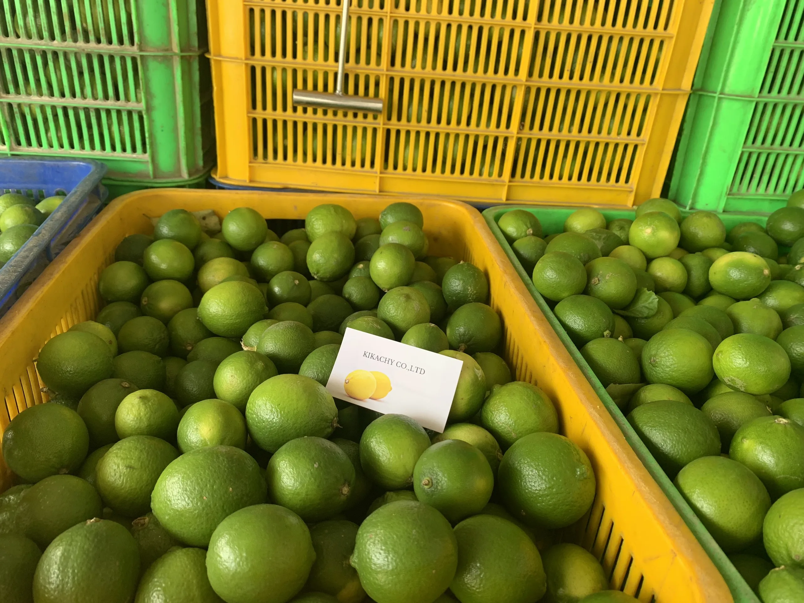 Wholesale High Quality New Harvest FRESH SEEDLESS LIME LEMON From Viet Nam