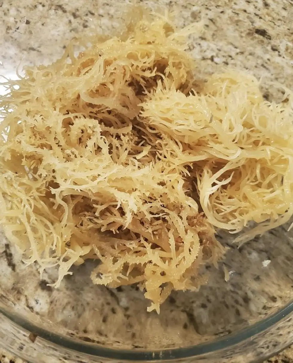 Vietnamese SEA MOSS Premium Seaweed from Vietnam