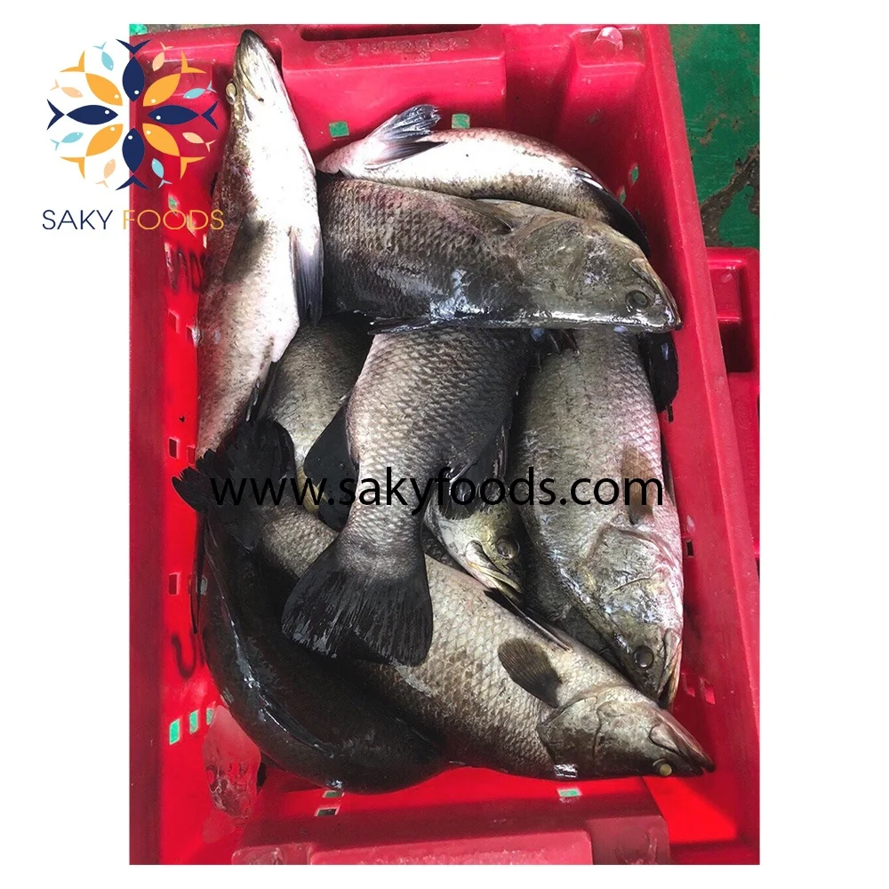 high quality barramundi fish