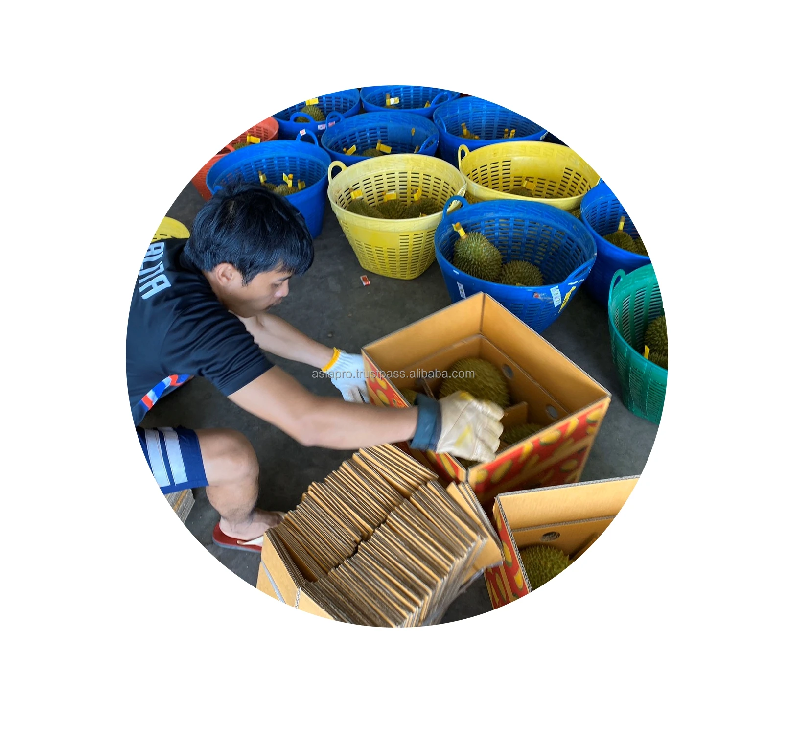 Fresh durian packing.jpg