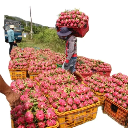 Свежий Дракон фрукт Вьетнам высокое качество