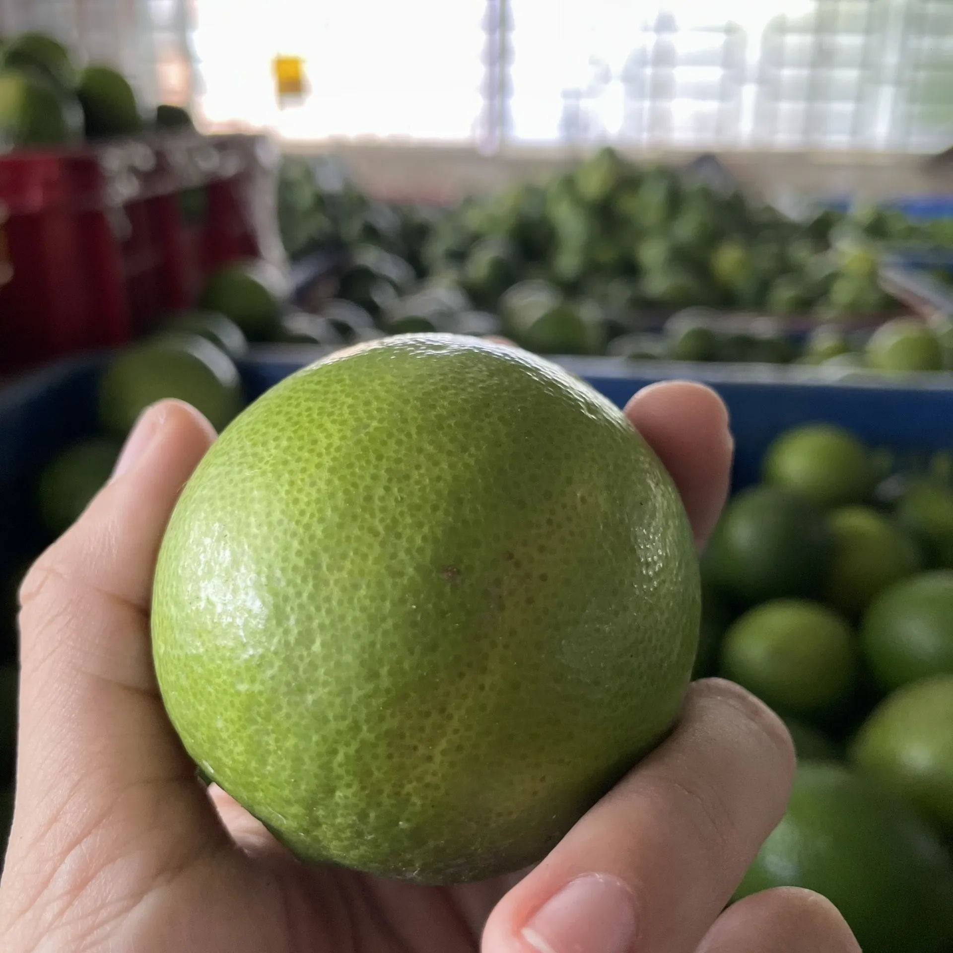 Wholesale High Quality New Harvest FRESH SEEDLESS LIME LEMON From Viet Nam